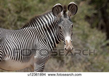 Zebra wildlife in Kenya View Large Photo Image Picture - Zebra wildlife in Kenya. Fotosearch