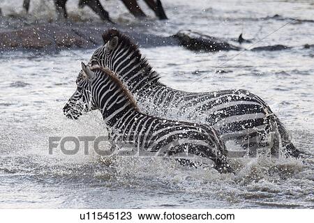 Zebra wildlife in Kenya View Large Photo Image Stock Image - Zebra wildlife in Kenya. Fotosearch