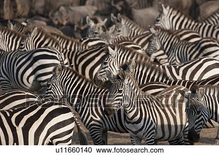 Stock Image - Zebra wildlife in Kenya. Fotosearch