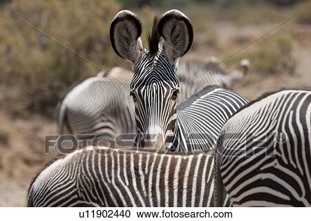 Zebra wildlife in Kenya View Large Photo Image Stock Image - Zebra wildlife in Kenya. Fotosearch
