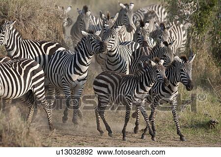 Stock Image - Zebra wildlife in Kenya. Fotosearch