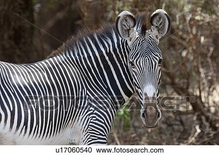 Zebra wildlife in Kenya View Large Photo Image Stock Image - Zebra wildlife in Kenya. Fotosearch