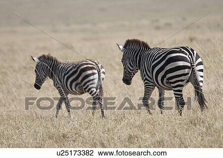 Stock Image - Zebra wildlife in Kenya. Fotosearch