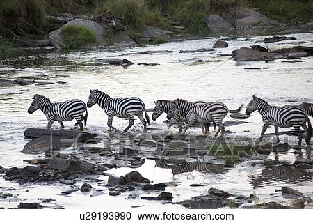 Stock Image - Zebra wildlife in Kenya. Fotosearch