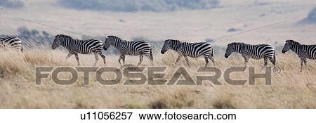 Stock Photo - Zebra wildlife in Kenya. Fotosearch