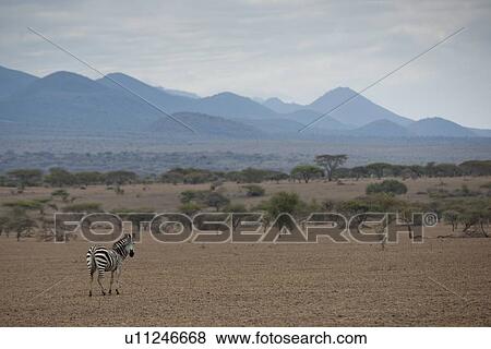 Stock Photo - Zebra wildlife in Kenya. Fotosearch