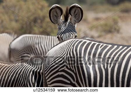 Zebra wildlife in Kenya View Large Photo Image Stock Photo - Zebra wildlife in Kenya. Fotosearch