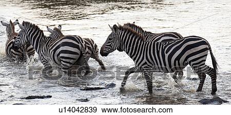 Stock Photo - Zebra wildlife in Kenya. Fotosearch