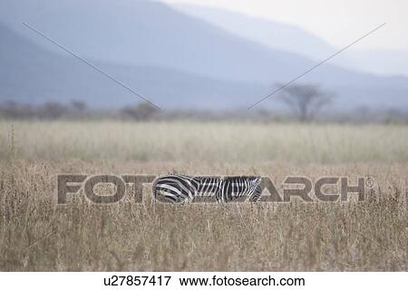 Stock Photo - Zebra wildlife in Kenya. Fotosearch