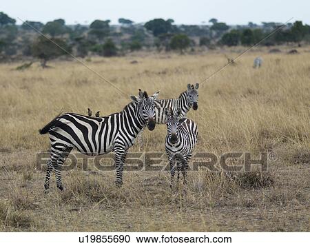 Stock Image - Zebras in Kenya Africa. Fotosearch