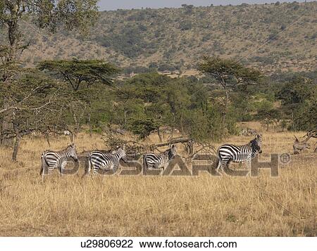 Stock Image - Zebras in Kenya Africa. Fotosearch