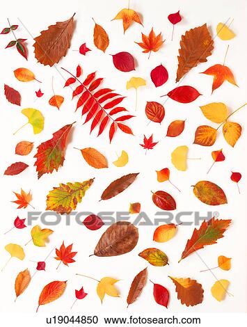 Stock Image - Autumn leaves. Fotosearch