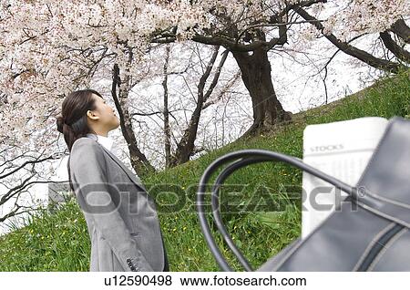 Businesswoman looking up at cherry trees View Large Photo Image Stock Photo - Businesswoman looking up at cherry trees. Fotosearch