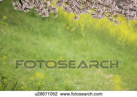 Cherry blossom branch and oilseed rape in bloom View Large Photo Image Stock Image - Cherry blossom branch and oilseed rape in bloom. Fotosearch