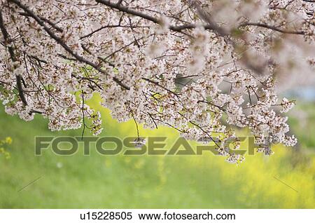 Stock Photography - Cherry blossom branch and oilseed rape in bloom. Fotosearch