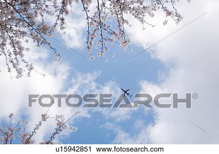 Cherry blossoms and an airplane View Large Photo Image Stock Image - Cherry blossoms and an airplane. Fotosearch