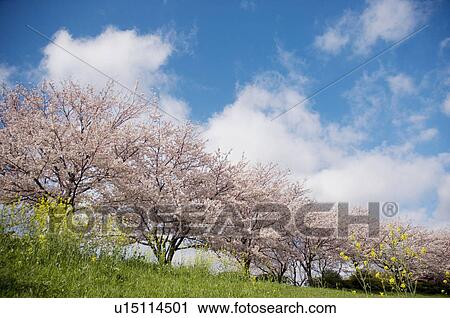 Stock Image - Cherry blossoms and oilseed rape in bloom against a blue cloudy sky. Fotosearch