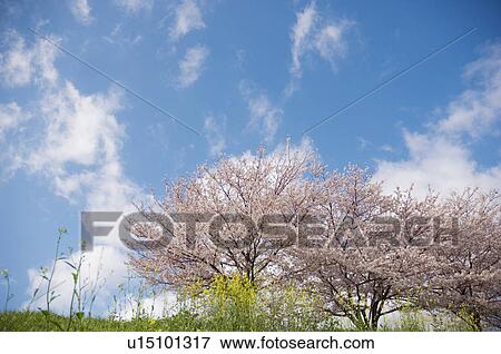 Stock Photo - Cherry blossoms and oilseed rape in bloom against a blue cloudy sky. Fotosearch