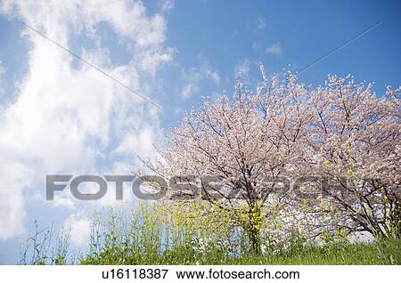 Cherry blossoms and oilseed rape in bloom against a blue cloudy sky View Large Photo Image Stock Photo - Cherry blossoms and oilseed rape in bloom against a blue cloudy sky. Fotosearch