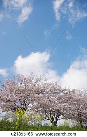 Cherry blossoms and oilseed rape in bloom against a blue cloudy sky View Large Photo Image Stock Photograph - Cherry blossoms and oilseed rape in bloom against a blue cloudy sky. Fotosearch