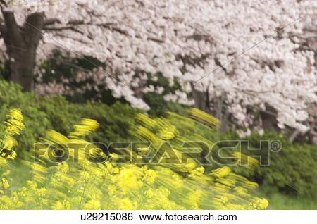 Cherry blossoms and oilseed rape in bloom View Large Photo Image Stock Photograph - Cherry blossoms and oilseed rape in bloom. Fotosearch