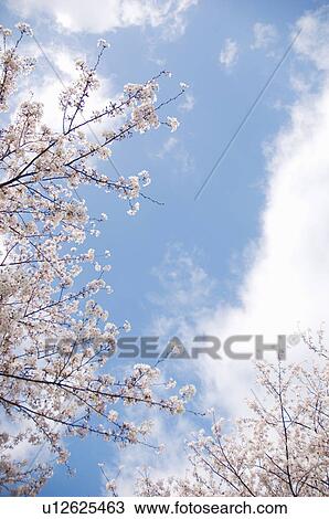Stock Image - Cherry blossoms. Fotosearch