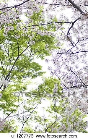 Cherry tree and a green tree side by side View Large Photo Image Stock Image - Cherry tree and a green tree side by side. Fotosearch