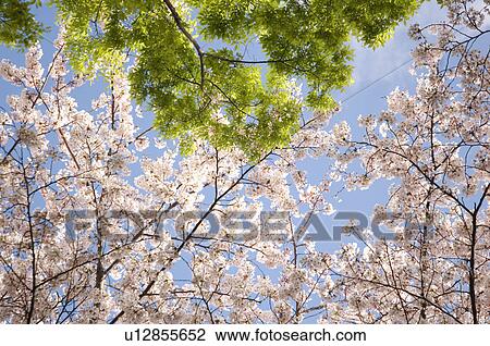 Cherry tree and a green tree side by side View Large Photo Image Stock Image - Cherry tree and a green tree side by side. Fotosearch