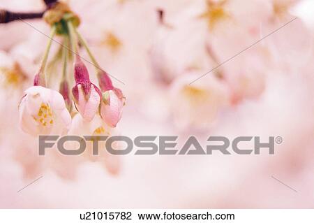 Stock Image - Cherry tree blossoms. Fotosearch