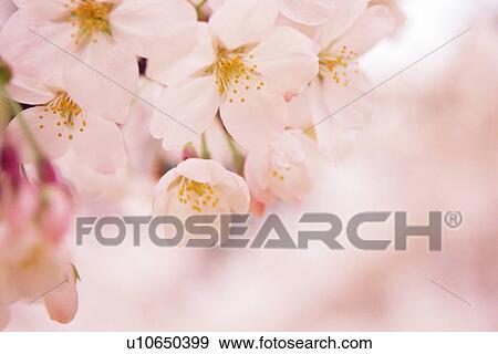 Stock Photo - Cherry tree blossoms. Fotosearch