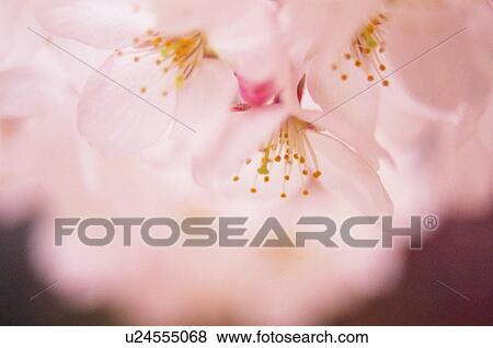 Stock Photo - Cherry tree blossoms. Fotosearch