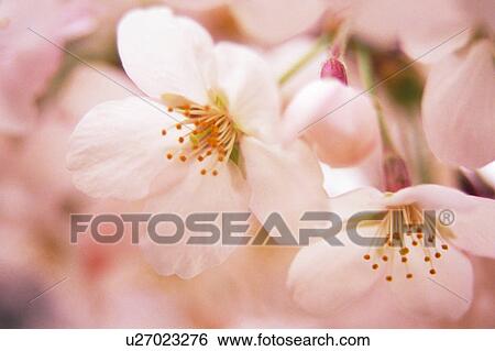 Cherry tree blossoms View Large Photo Image Stock Photograph - Cherry tree blossoms. Fotosearch