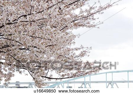 Stock Image - Cherry tree with an urban bridge in the background. Fotosearch