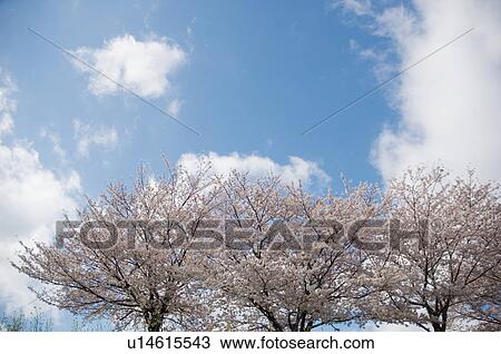 Stock Image - Cherry trees in a field. Fotosearch