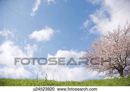 Stock Image - Cherry trees in a field. Fotosearch