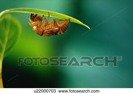 Stock Image - Cicada shell perched on leaf. Fotosearch