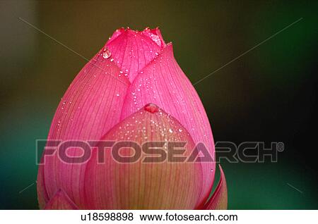 Stock Photo - Closed pink lotus flower. Fotosearch