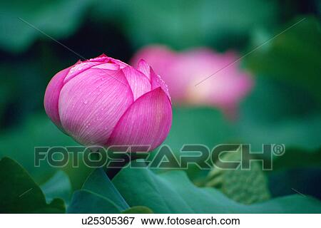 Closed pink lotus flower View Large Photo Image Stock Photo - Closed pink lotus flower. Fotosearch