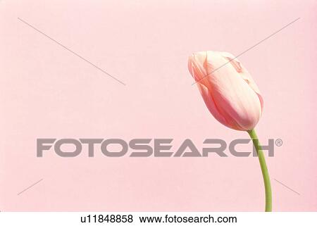Closed pink tulip View Large Photo Image Stock Photo - Closed pink tulip. Fotosearch