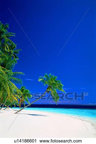 Coconut palm trees on beach View Large Photo Image Stock Image - Coconut palm trees on beach. Fotosearch