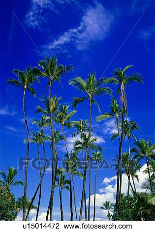 Coconut palm trees View Large Photo Image Stock Image - Coconut palm trees. Fotosearch