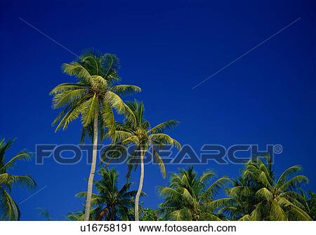 Stock Image - Coconut palm trees. Fotosearch