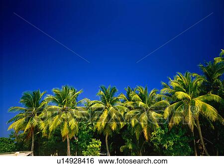 Coconut palm trees View Large Photo Image Stock Photograph - Coconut palm trees. Fotosearch
