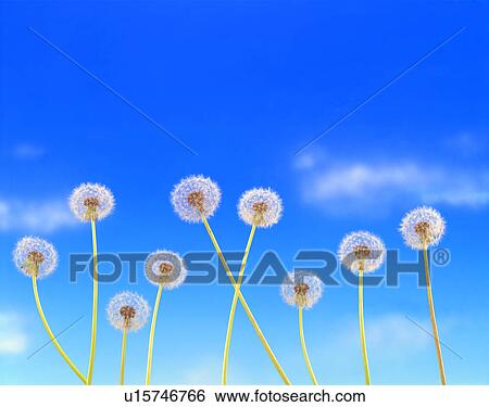 Stock Photograph - Dandelions against blue sky. Fotosearch