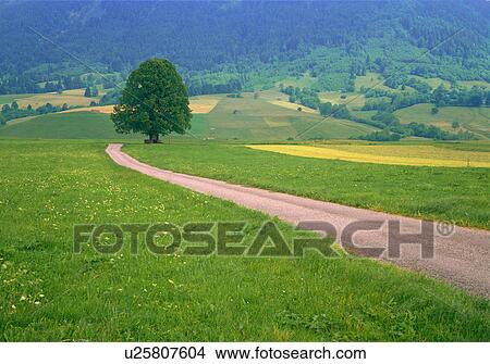 Dirt road winding through field and past lone tree View Large Photo Image Picture - Dirt road winding through field and past lone tree. Fotosearch