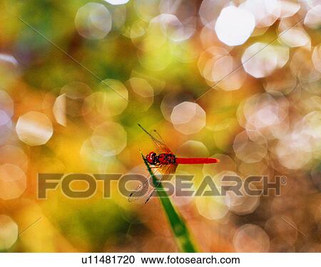 Dragonfly perched on plant View Large Photo Image Stock Image - Dragonfly perched on plant. Fotosearch