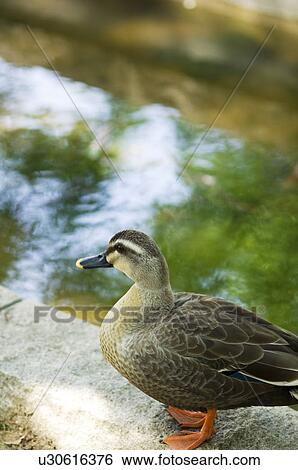 Duck standing by water View Large Photo Image Stock Photograph - Duck standing by water. Fotosearch