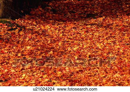 Fallen leaves View Large Photo Image Picture - Fallen leaves. Fotosearch