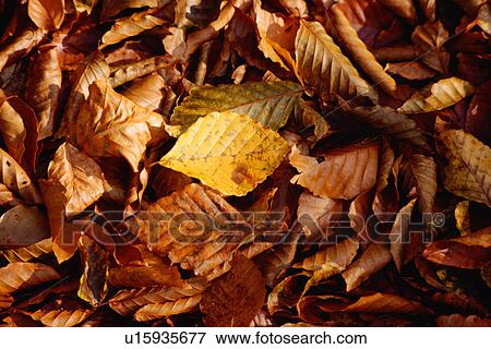 Stock Photo - Fallen leaves. Fotosearch