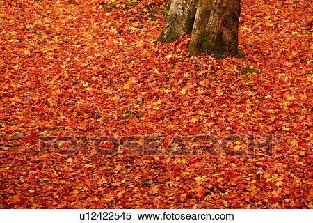 Fallen leaves View Large Photo Image Stock Photography - Fallen leaves. Fotosearch